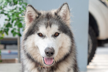 face of the Siberian dog opened mouth with nose sloppy
