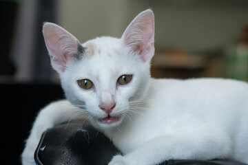 white kitten looking and opened her mouth