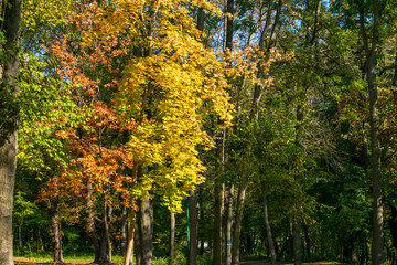 Obraz premium Colorful autumn trees, Miclauseni Castle, Romania