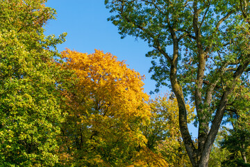 Colorful autumn trees, Miclauseni Castle, Romania