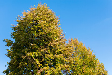 Colorful autumn tree, Miclauseni Castle, Romania
