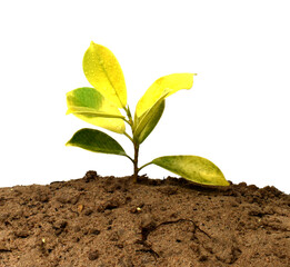 young plant in soil