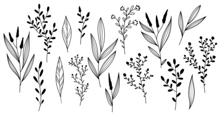 A collection of different twigs, leaves, plants. Vector set of flower illustrations. Hand-drawn in the style of sketches