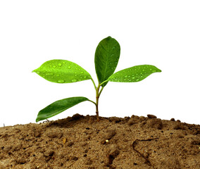young plant in soil