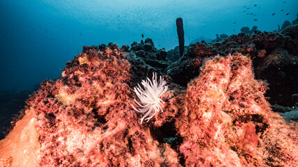 Seascape with bleached Sea Anemone, coral and sponge in coral reef of Caribbean Sea, Curacao