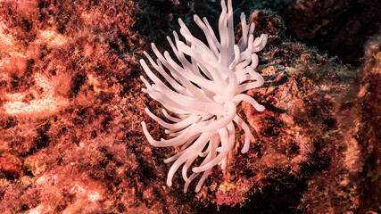 Naklejka na ściany i meble Seascape with bleached Sea Anemone, coral and sponge in coral reef of Caribbean Sea, Curacao