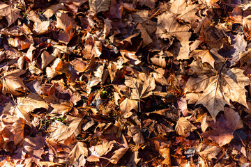 Autumn leaves in the forest