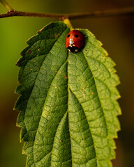 Ladybug resting on a leaf close-up