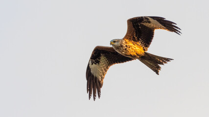 Beautiful close up of a red kite (Milvus milvus) soaring in the sky