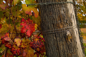 Obraz premium The mid-November autumn grapevine leaves a field in Moimacco near Cividale del Friuli, Udine Province, Friuli-Venezia Giulia, north east Italy 
