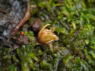 coconut flower on moss