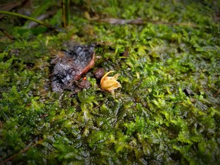 coconut flower falling on wet moss