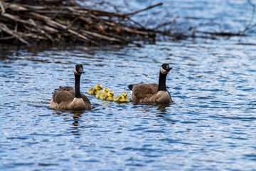A family of Canada Geese (Branta canadensis) leaving their nest in an orderly fashion for the last time.