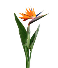 Strelitzia Flower, Bird of Paradise. Exotic flower isolated on white.