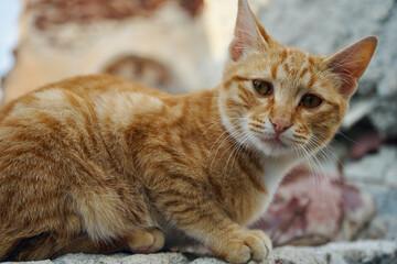scared orange cat looks at person