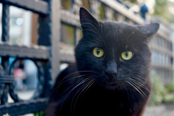 Cautious and Curious cat