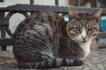 Cautious and Curious cat