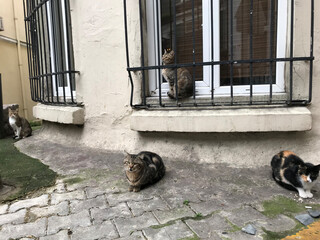 Santorini Greece in the Greek ISles