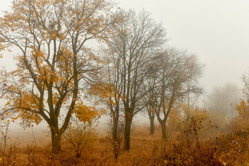 Fototapeta premium Autumn yellow trees in a foggy haze. Late foggy autumn. 