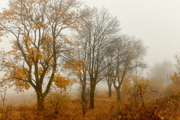 Autumn yellow trees in a foggy haze. Late foggy autumn.
