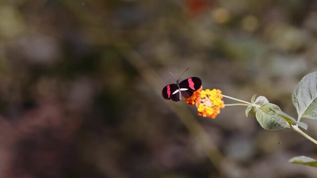 Red Postman Butterfly, Heliconius Erato, Pollinating Yellow Flower