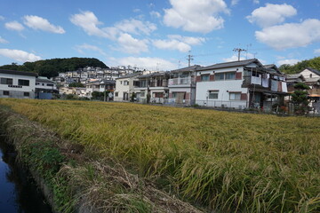 Fototapeta na wymiar 住宅地の中にある田んぼ、米が実る収穫の秋