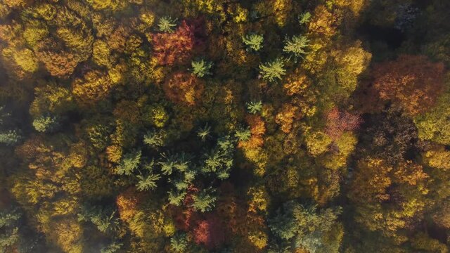 Aerial view of the colorful deciduous forest, in a beautiful, foggy morning