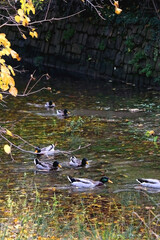 Mallard ducks in a river and colorful autumn leaves. Selective focus.