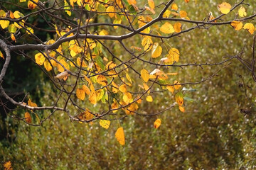 Colorful autumn leaves on a tree. Selective focus.