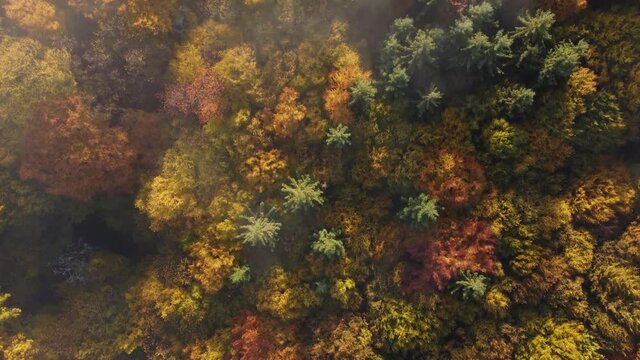 Aerial view of the colorful deciduous forest, in a beautiful, foggy morning