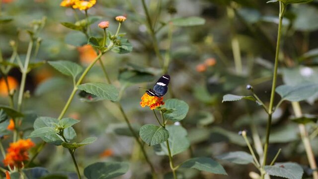 Doris Longwing Butterfly, Heliconius Doris, Moving It'S Wings On Flower
