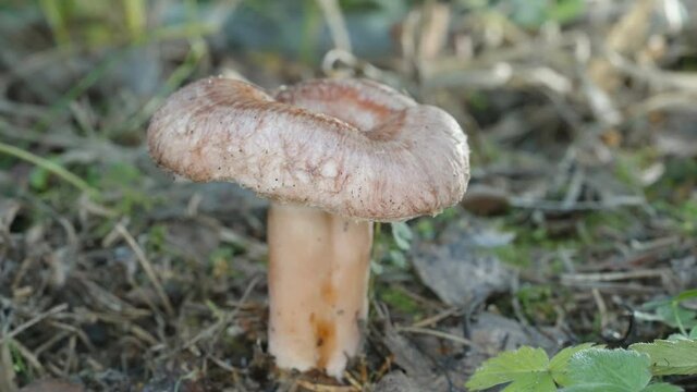 A closer look of the woolly milkcap mushroom on the forest ground in Estonia