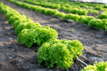 rows of green lettuce in a greenhouse with drip irrigation.
