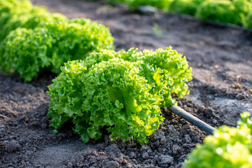 Growing a salad plant in a greenhouse. Drip irrigation