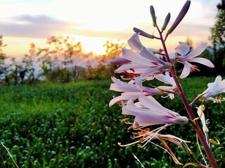 flowers in the field