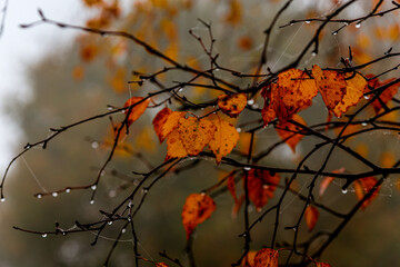 autumn leaves on the tree with raindrops