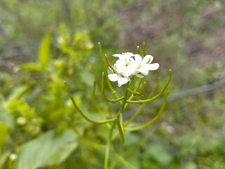 white flowers in the garden