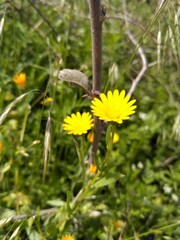 dandelion in the grass