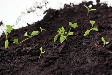 Young seedling growing in pot on windowsill