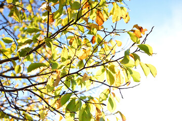 秋に色ずく桜の葉