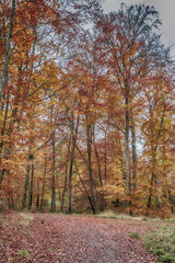 Obraz premium autumn in the forest