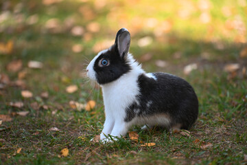 coniglietto coniglio 