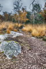 stream in autumn