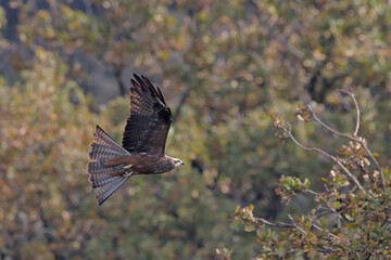 Milvus migrans (Black Kite), Crete