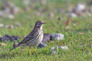 Meadow Pipit (Anthus pratensis), Crete