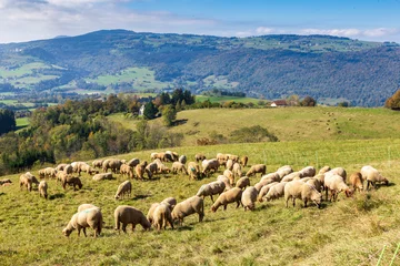 Fotobehang Herd of sheep with patou dogsheep in the Alps in France. © jefwod