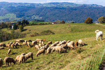 Obraz premium Herd of sheep with patou dogsheep in the Alps in France.
