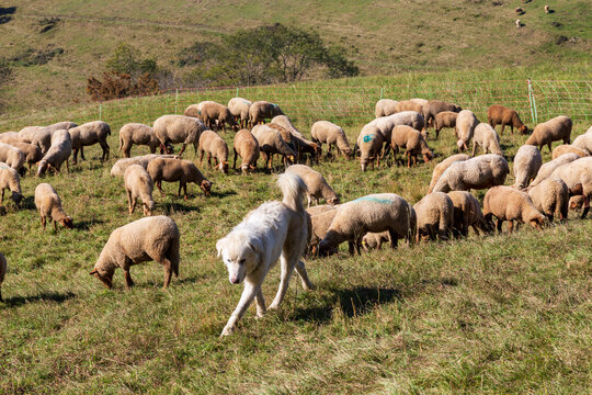 Herd of sheep with patou dogsheep in the Alps in France.