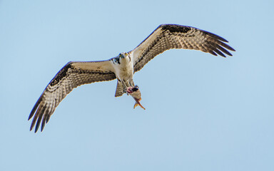 Osprey Flight with Fish