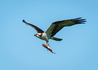 Osprey Flight with Fish